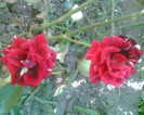 Picture 043