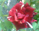 Picture 044