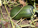 DSCF0298