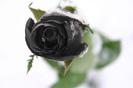 Black-Rose-Flower-Wallapaper-5