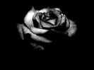 Black-Rose-Flower-Wallapaper-6