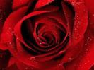 red-rose-flower-wallpaper-4