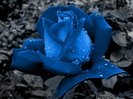 Blue-Rose-Wallpaper-51