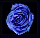 Blue-Rose-Wallpaper-91