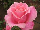 Pink-Rose-Flower-Wallpaper-2