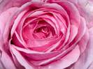 Pink-Rose-Flower-Wallpaper-3