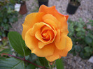 Orange-Rose-Flower-9