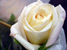 White-Rose-Flower-1