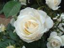 White-Rose-Flower-5