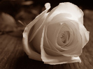 White-Rose-Flower-9