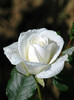 White-Rose-Flower-10