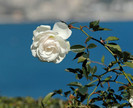 White-Rose-Flower-Wallpaper
