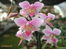 orhideeahg