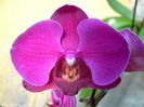 orhideeal