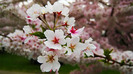 Sakura-Flower-Wallpaper-3