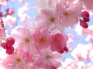Sakura-Flower-Wallpaper-7