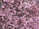 Sakura-Flower-Wallpaper-8