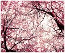 Sakura-Flower-Wallpaper-9