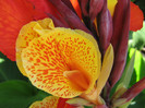 Canna-Flower-3