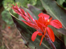 Canna-Flower-6