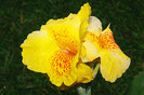 Canna-Flower-7