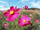 Cosmos-Flower-Wallpaper-3