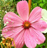 Cosmos-Flower-Wallpaper-7