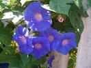 Morning-Glory-Flower-2