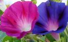 Morning-Glory-Flower-8