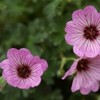 Geranium-Cinereum-Ballerina-3-150x150