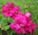 Geranium-Flower-Picture-4