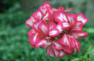 Geranium-Lierre