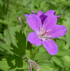 Geranium-Sylvaticum