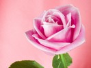 pink_shadow_rose_desktop_wallpaper_32371