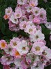 aplle blosom