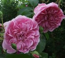 Harlow Carr