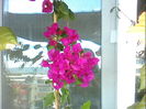 bougainvillea