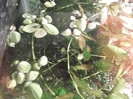 pistia stratiotes sau phyllanthus fluitans