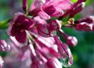 roua_pe_flori_de_liliac_(macro)