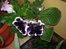 flori 020