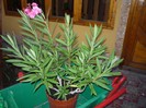 flori 022