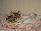 Torrie era si el peste mine in pat,doar ne sarutam mhaaa :))))
