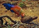 ceylon_junglefowl