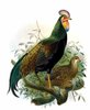DANIEL GIRAUD ELLIOT-green junglefowl