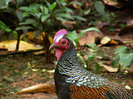 green_junglefowl