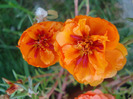 Portulaca grandiflora (2011, Aug.09)
