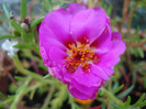 Portulaca grandiflora (2011, Aug.09)
