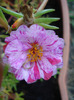 Portulaca grandiflora (2011, Aug.09)