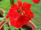 Geranium Upright Red (2011, Aug.11)