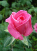 Rose Pink Peace (2011, August 11)